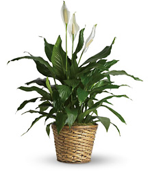 T105-2A Simply Elegant Spathiphyllum - Medium